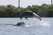 Easy Ride Pedal Kayak Tour Marco Island & Naples (Pedal or Paddle - Second Medium