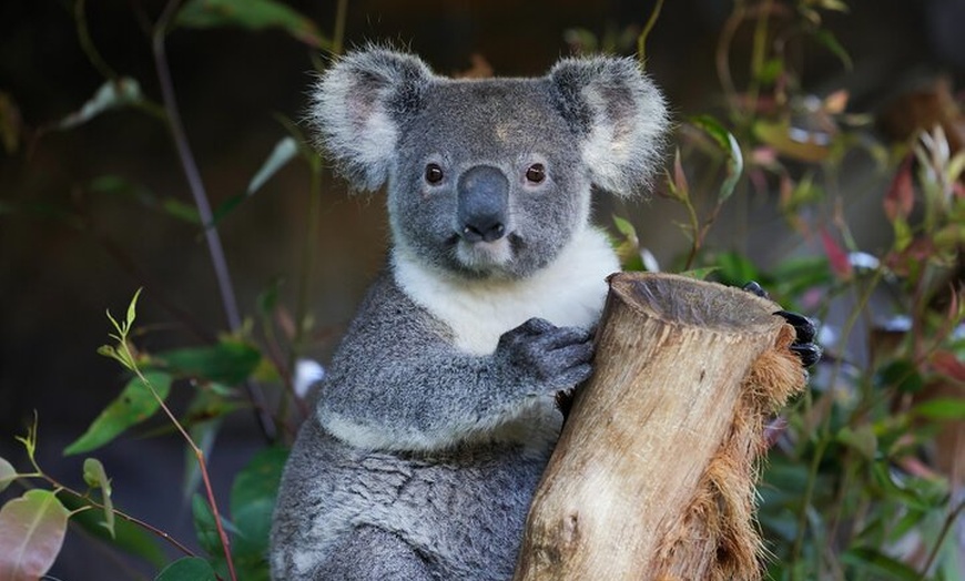 Image 6: Blue Mountains All-inclusive Tour with Scenic World & Lunch