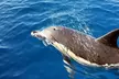 Safari marino Delfines en su hábitat natural - Second Medium