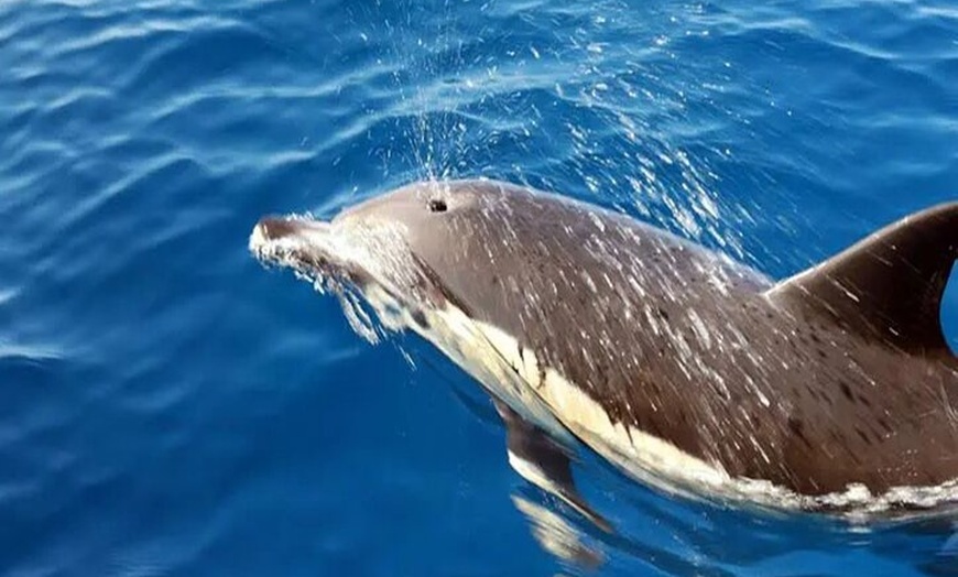 Image 5: Safari marino Delfines en su hábitat natural