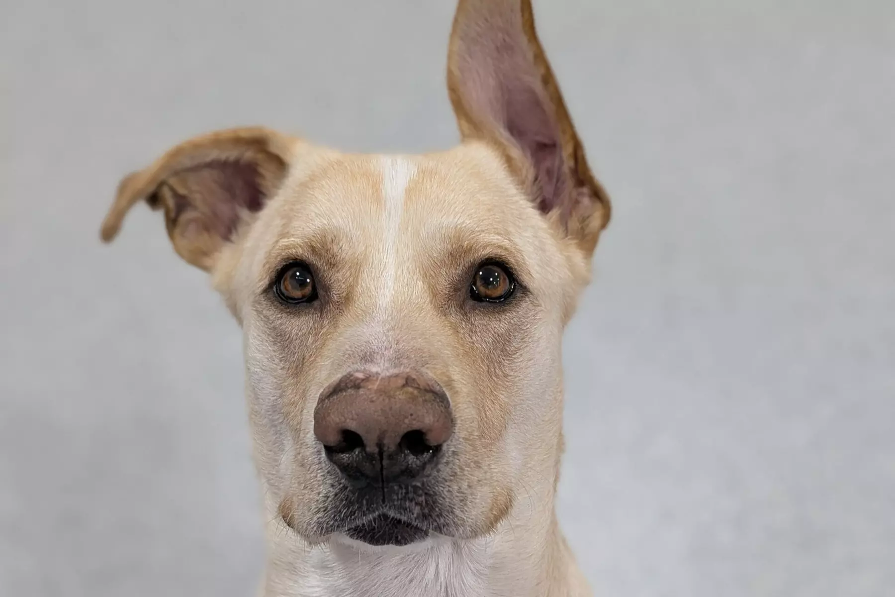 $32.50 For One Day Standard Boarding Suite (Reg. $65)