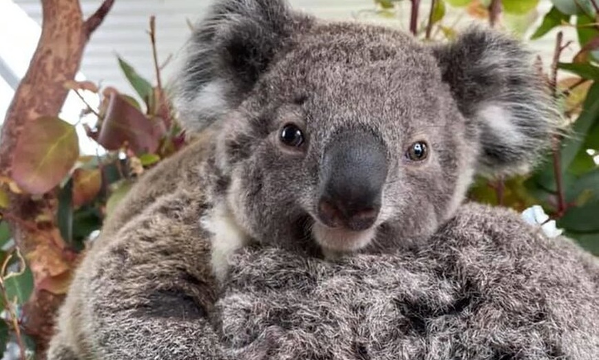 Image 7: Best of Sydney and Blue Mountains 2 Days Luxury Private tour