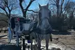Central Park Carriage Ride NYC's Timeless Tour - Image 6