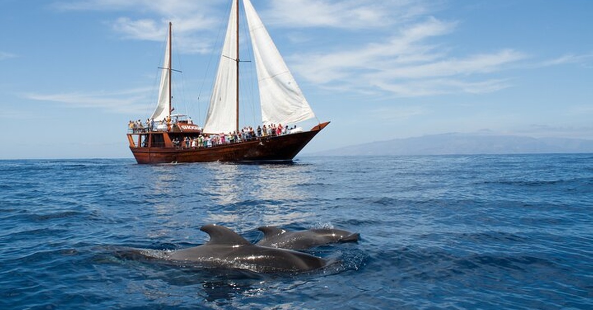 Experiencia de observación de ballenas y baño en barco en Tenerife