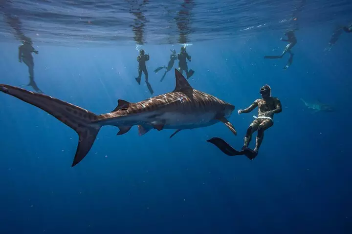 Dive with sharks in Oahu Hawaii: Educational Tour (No cage)