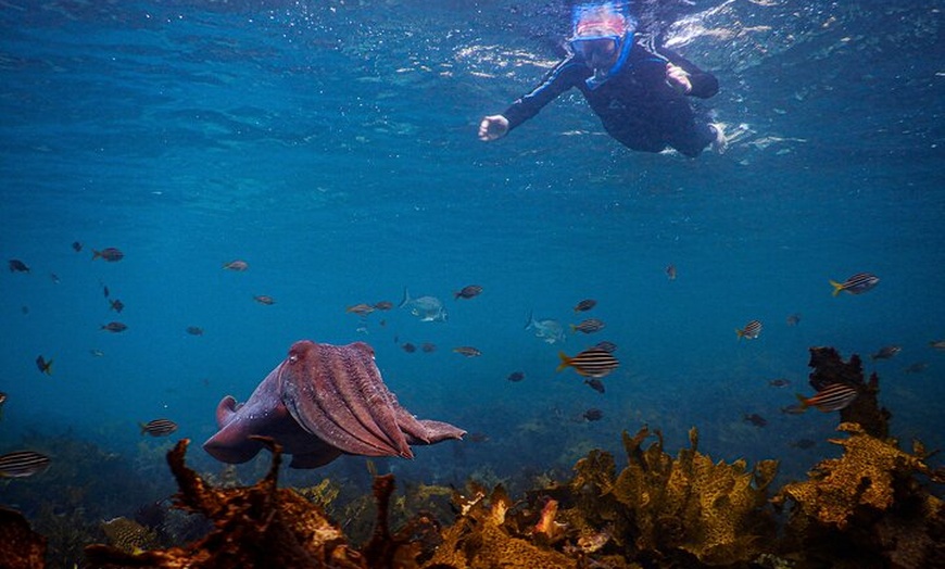 Image 5: Snorkeling To Discover Sydney's Underwater Wonders