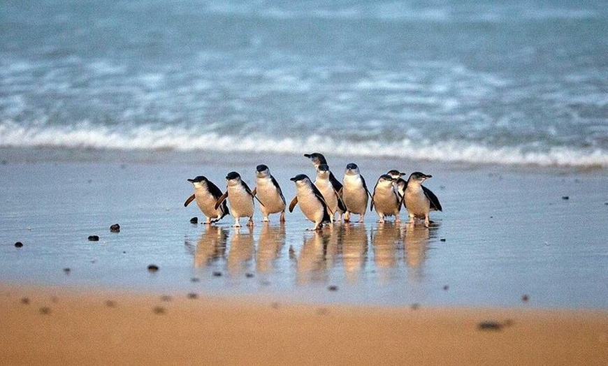 Image 4: Private Melbourne Tour: Phillip Island and Chocolate Factory