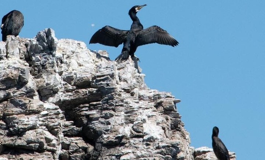 Image 7: 90 Minute Coastal Explorer in Torquay