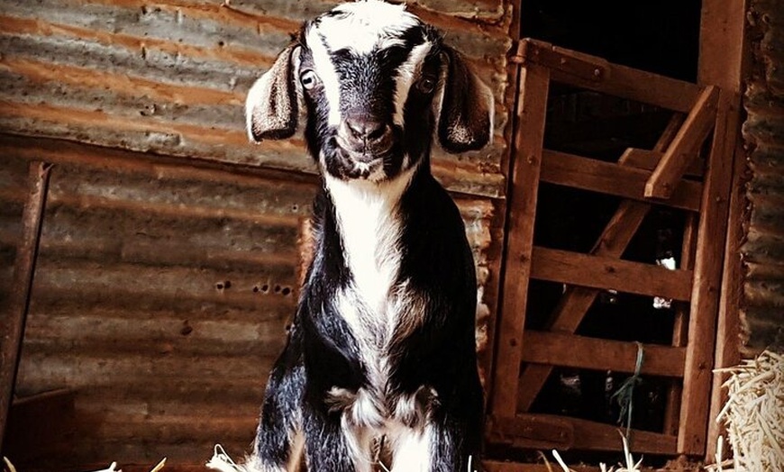 Image 4: Historic Homestead Tour with Morning Tea