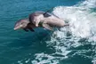 Marco Island Dolphin Watching & Tubing Adventure - Second Medium