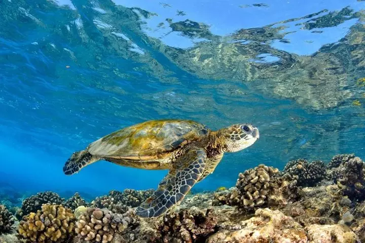 Oahu Circle Island: Snorkel with Turtles & Explore Turtle Beach