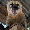 Image 2: $20 For A Zoo Admission, Wild Adventure Mini-Golf & Parakeet Jungle...