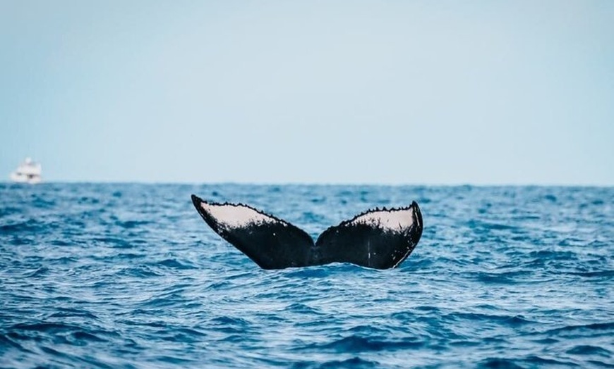 Image 14: Maui Whale Watching: 2-Hour Small Group Raft Tour from Lahaina