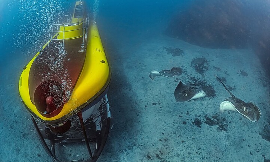Image 13: Tour Submarino con Recogida en Hotel Tenerife Sur