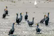 Port Townsend Wildlife Watching Cruise - Second Medium