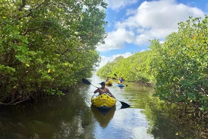 Fort Lauderdale: Kayak/SUP on Mangroves w/ Snacks & Drinks