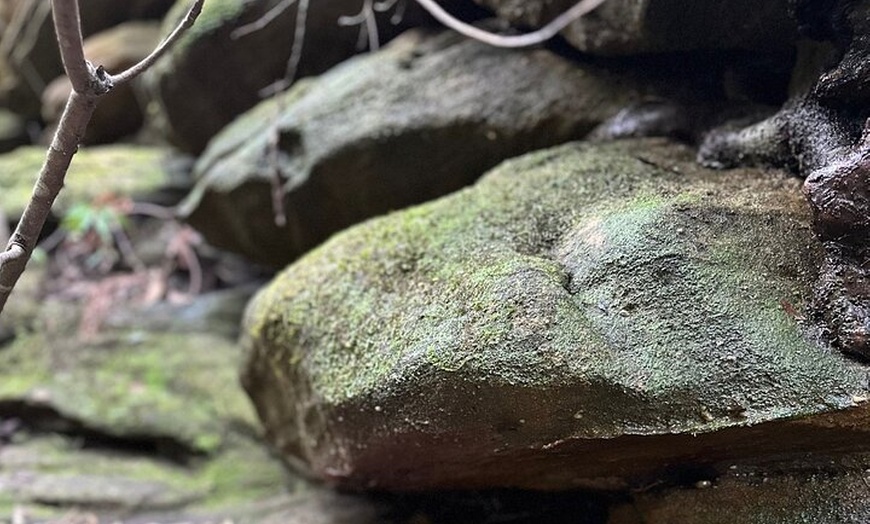 Image 8: Trek Shoot and Soothe Hiking Tour from Springwood Blue Mountains