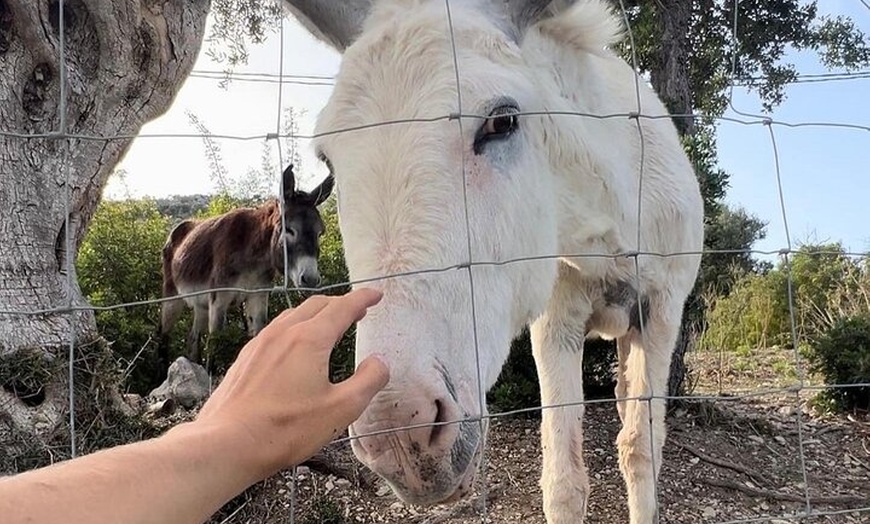 Image 9: Excursión autoguiada al Brunch en E Scooter en Mallorca