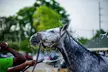 Kentucky Derby Museum - General Admission and Guided Track Visit - Second Medium