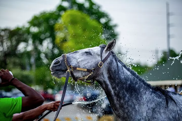 Kentucky Derby Museum - General Admission and Guided Track Visit
