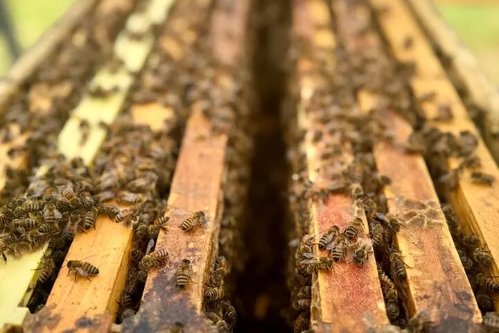 Inside the Hive: Kauai Honey and Bee Tour