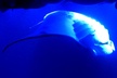 Manta Ray Night Snorkel at Kona, Big Island - Second Medium