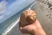 2.5 Hour Shell Key Island Adventure Including Dolphins And Shells - Second Medium