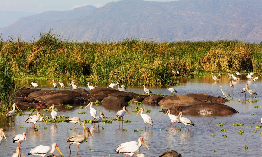 Image 10: ✈ TANZANIE | Du Kilimanjaro à Nairobi - Des hauteurs du Kilimandjar...