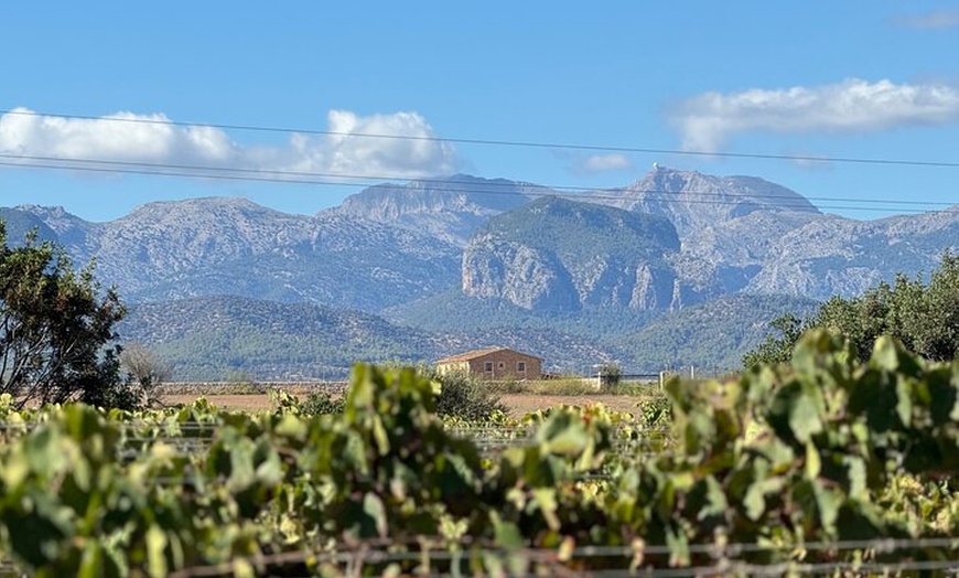 Image 4: AVENIDA WINE EXPERIENCE - Tesoros del vino local