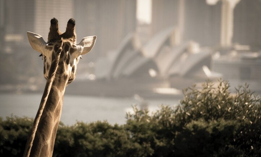 Image 1: Sydney Harbour 2-Day Hop On Hop Off Cruise with Taronga Zoo entry