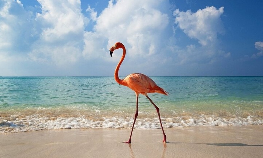 Image 2: Isla Holbox Day Tour from Cancun with Lunch Included