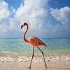 Image 2: Isla Holbox Day Tour from Cancun with Lunch Included