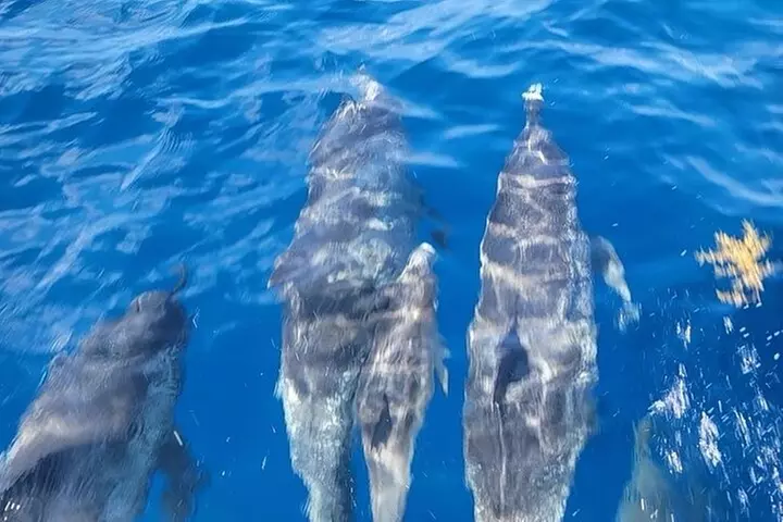 Private Dolphin Watch and Sunset Boat Tour Port Aransas Texas