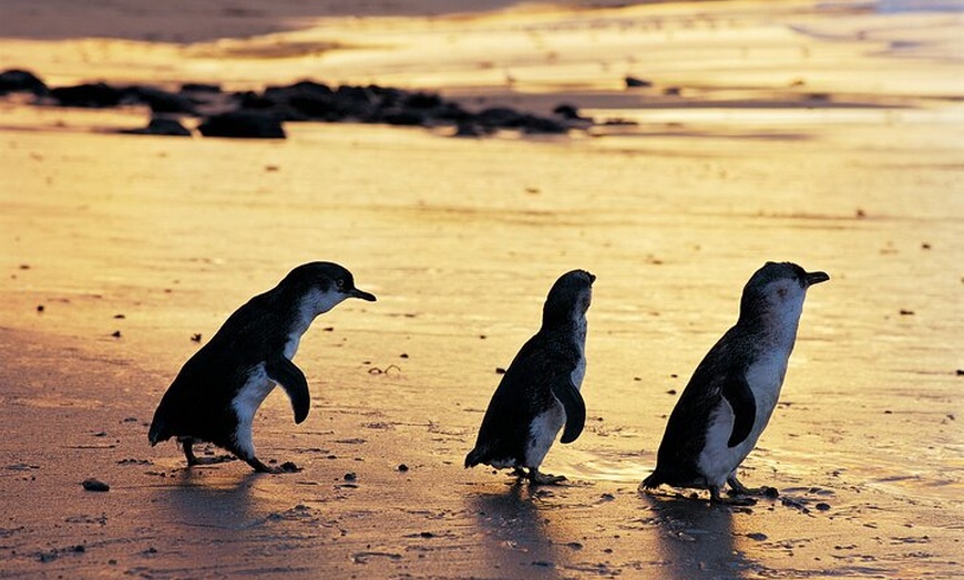 Image 6: Phillip Island Penguin Parade Day Tour from Melbourne