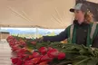 Tulip Valley Farms U Pick Experience - Second Medium