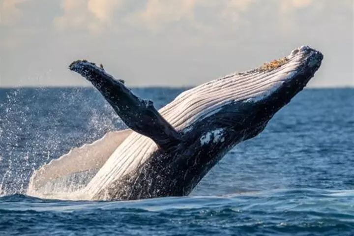 Waikiki Whale Watching - Primary Image
