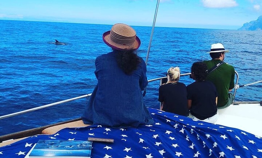 Image 4: Tour Avistamiento Ballenas y Delfines en Barco de grupo reducido