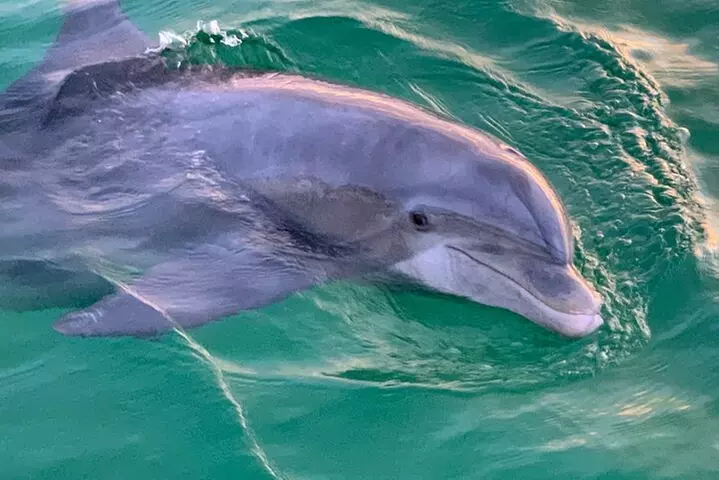 Private 2-Hour Dolphin and Sightseeing Tour