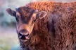 Yellowstone Day Adventure - Second Medium