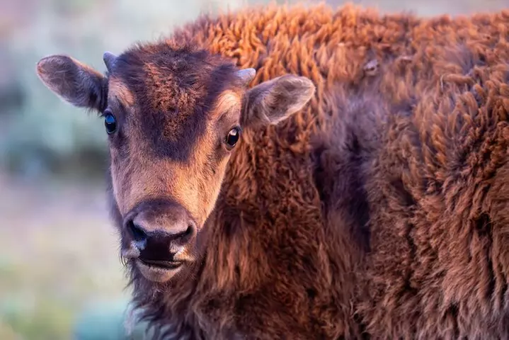 Yellowstone Day Adventure