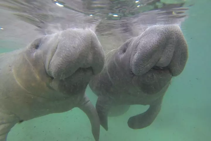 Small group Manatee Tour with In-Water Divemaster/Photographer