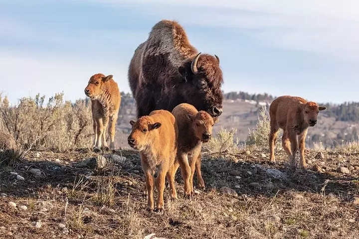 Lamar Valley Wildlife Watching