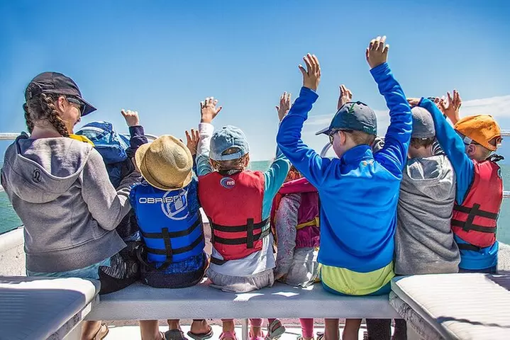 Dolphin and Shelling Cruise for up to 12 people