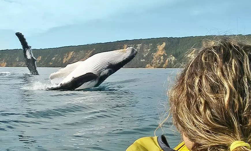 Image 1: Whale Watching Ocean Kayak Tour
