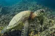 Turtle Reef Snorkel - Second Medium