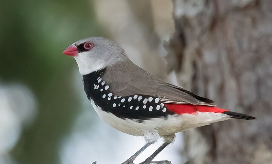 Image 2: Bird watching and photography around Bathurst, Australia