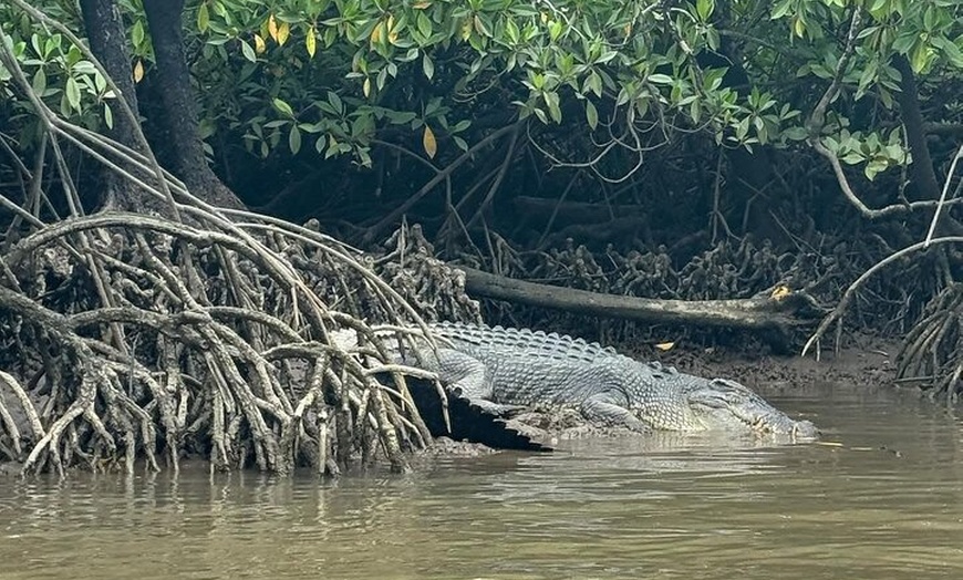 Image 3: Croc Spotting Jetski Experience in Cairns City