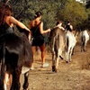 Image 1: Caminando con Nuestros Burros de Rescate