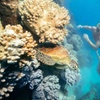 Image 5: 1 Day Green Island & Green Barrier Reef Day Tour from Cairns