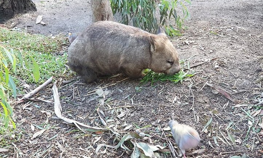 Image 7: Best of Melbourne City & Wildlife Sanctuary for Cruise Passengers